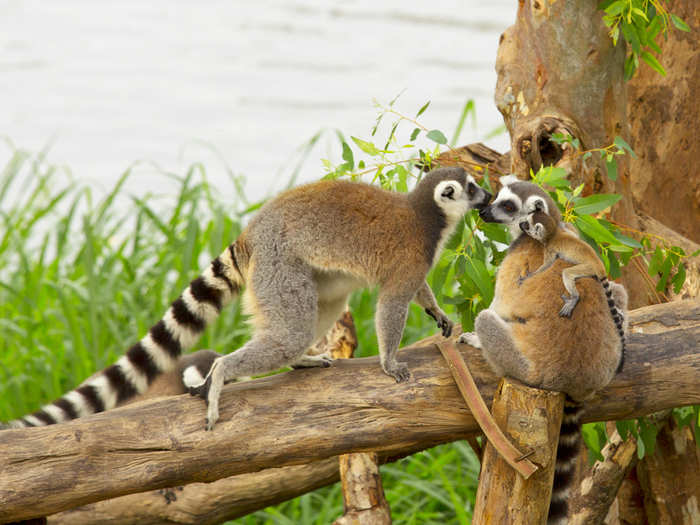 A conspiracy of lemurs