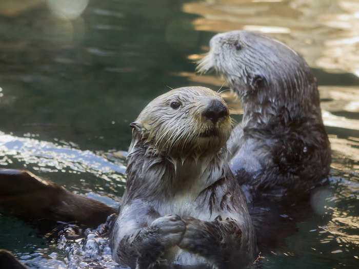 A romp, a family, or a raft of otters