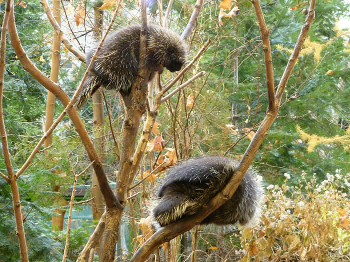 A prickle of porcupines