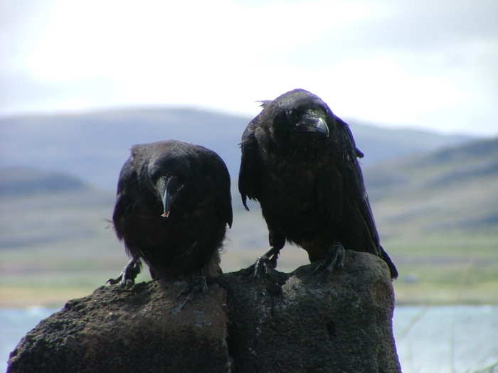 An unkindness of ravens