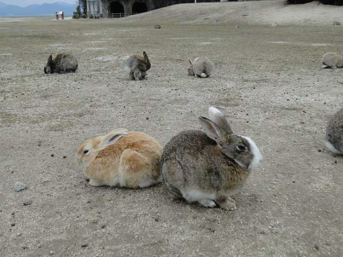 A colony or warren of rabbits