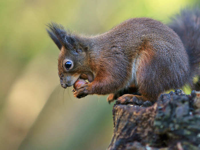 A dray or scurry of squirrels