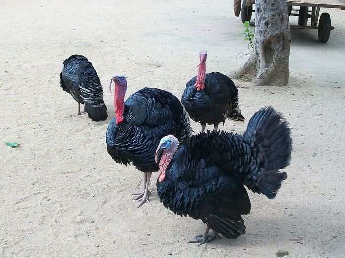 A rafter, gang, or posse of turkeys