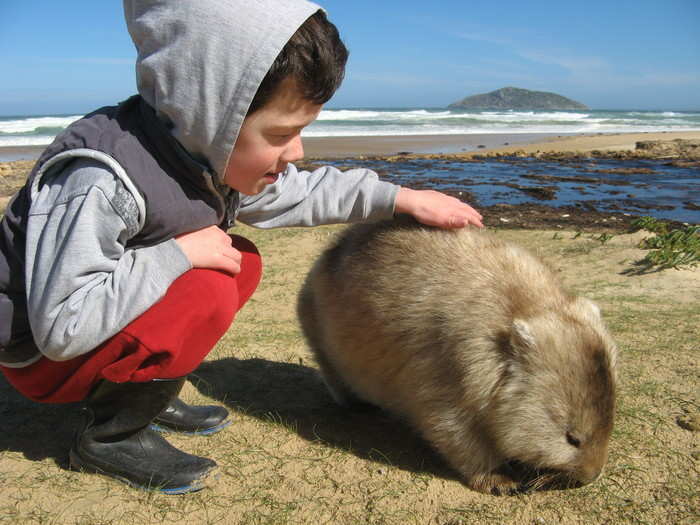 A wisdom of wombats