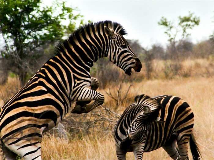 A zeal of zebras