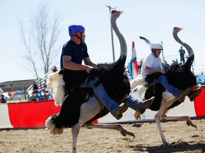 Ostrich racing originated in Africa and eventually made its way over to the United States. Ostriches can reach a surprising speed of 43 miles an hour, and their legs can reach up to 16 feet in one single stride. During a game of ostrich racing, people sit on ostriches and race them around a track.