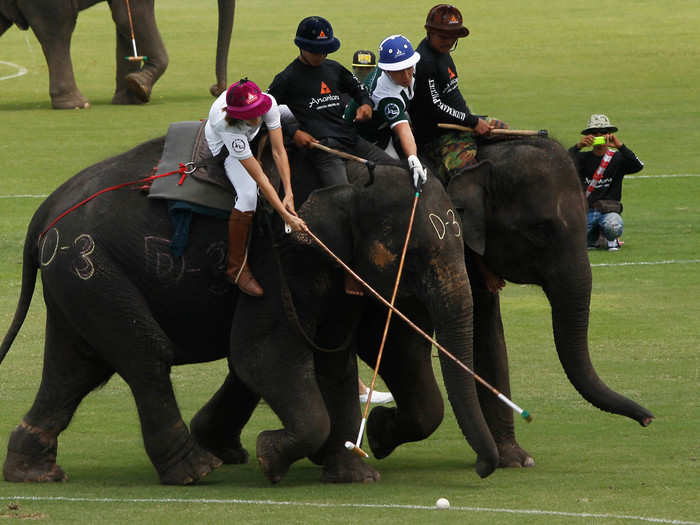 Elephant polo is just like regular polo, except on an elephant — it even requires the same equipment. This sport is popular in Nepal, India, and Thailand.