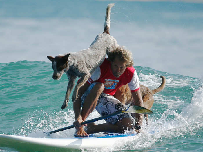 Dog surfing involves canines hanging ten with their owners. More intensive dog surfing involves the dogs doing tricks while their owner stands on the board, as pictured below.