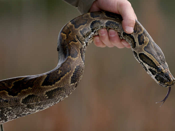 The Burmese python, which can grow up to 22 feet, is eating up the Everglades after people disposed of their unwanted pet snakes there.