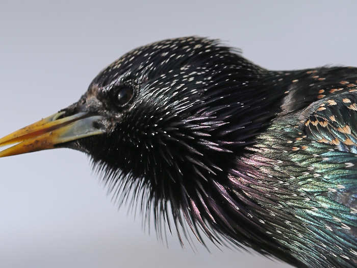 European starlings started with a flock of 100 in Central Park in 1890. Now, they