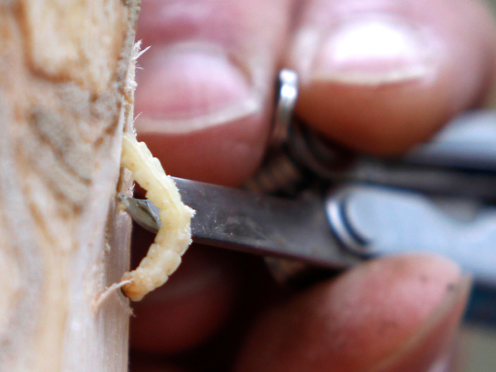 The larvae of the emerald ash borer kill trees by eating right through their bark, and have destroyed entire forests across the northern US.