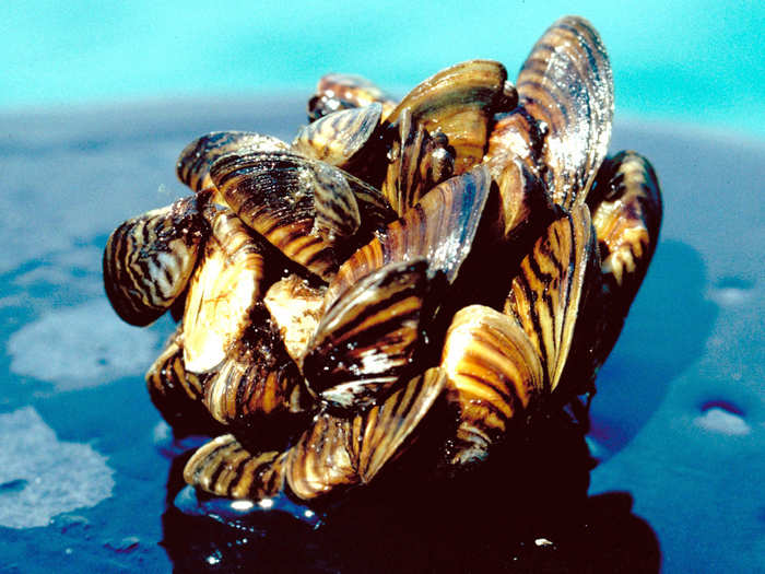 Zebra mussels stowed away on ships headed for the Great Lakes. They overwhelm native arthropods by snapping up all the good real estate, and they can slice your feet if you step on them.