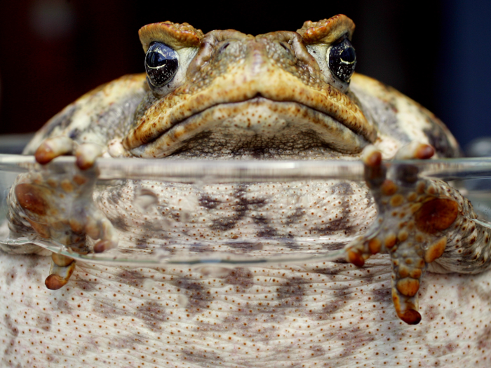 Cane toads are invading Australia