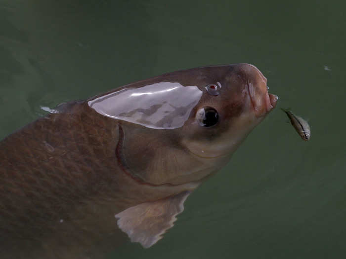 People introduced Asian carp to the southern US in the 1970s, and now the habitat-destroying fish is getting dangerously close to the Great Lakes.