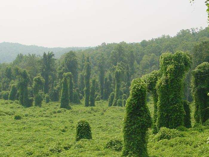 The kudzu vine, which can grow a foot each day and already covers the southern US, is making its way north — possibly helped by a warming climate.