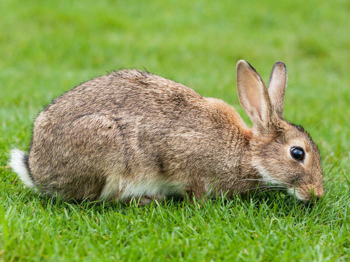 Rabbits. Yes, rabbits. The critters have made their way across five continents, fueled by their impressive fertility.