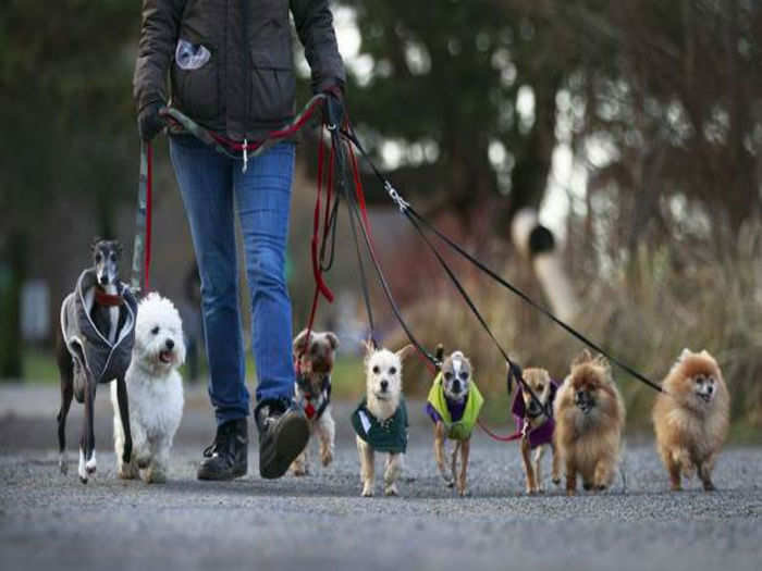 Dog Walker