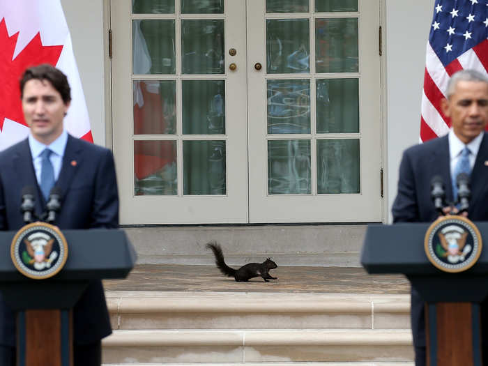 A squirrel walks along the colonnade outside the Oval Office as US President Barack Obama and Canadian Prime Minister Justin Trudeau hold a joint press conference in the Rose Garden of the White House, March 10, 2016 in Washington, DC.