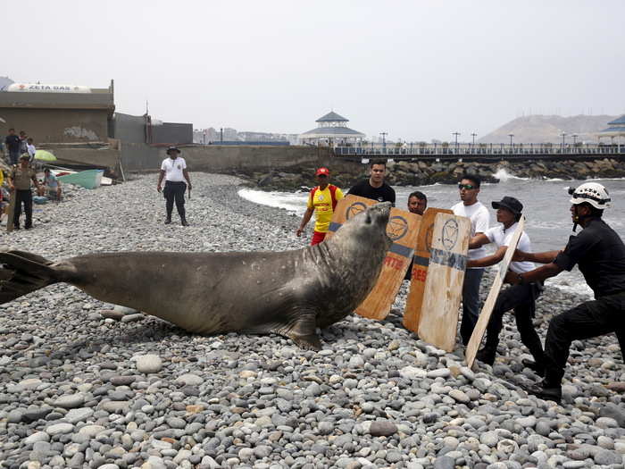 An elephant seal is herded by police and volunteers for a check by veterinarians after it was found in a sick condition on a beach at Miraflores district of Lima, Peru, March 11, 2016.