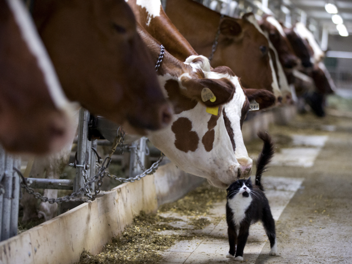 "How would you evaluate the value of a cow?" — Bain intern candidate