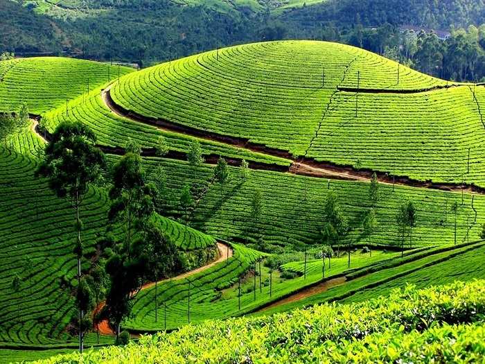 Munnar, Kerala