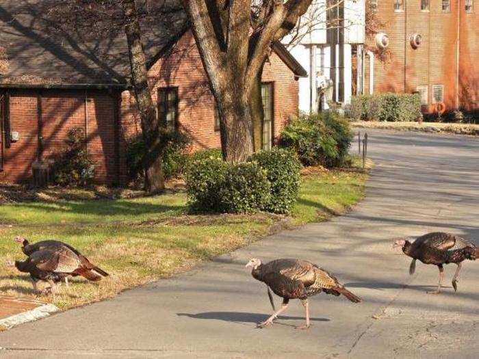 Our tour is interrupted by "Tennessee peacocks" which roam the distillery grounds. These turkeys snack on the extra corn around the grain silos.