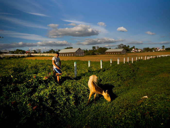 Tobacco seeds are extremly small, and each plant can produce up to 30 leaves.