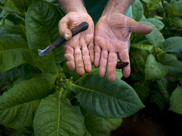 Tobacco farmer Raul Valdes Villasusa shows his hands, calloused from years of hard work.