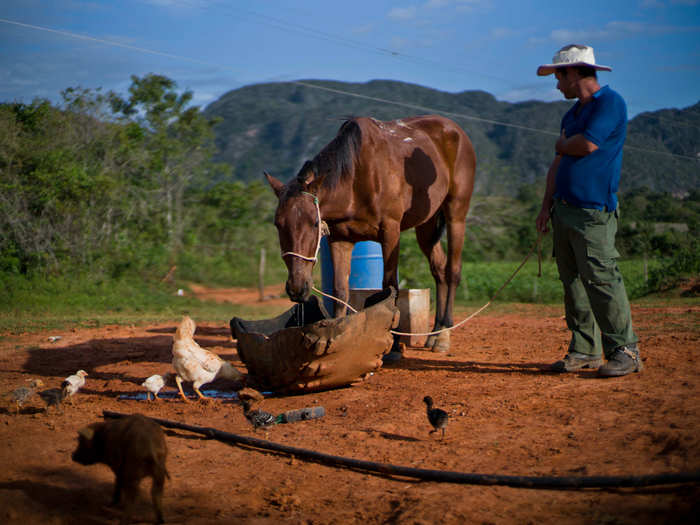 Many tobacco farms are a part of a co-op, partially owned by the government.