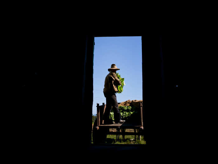 Next, the fresh leaves are taken to the drying room.