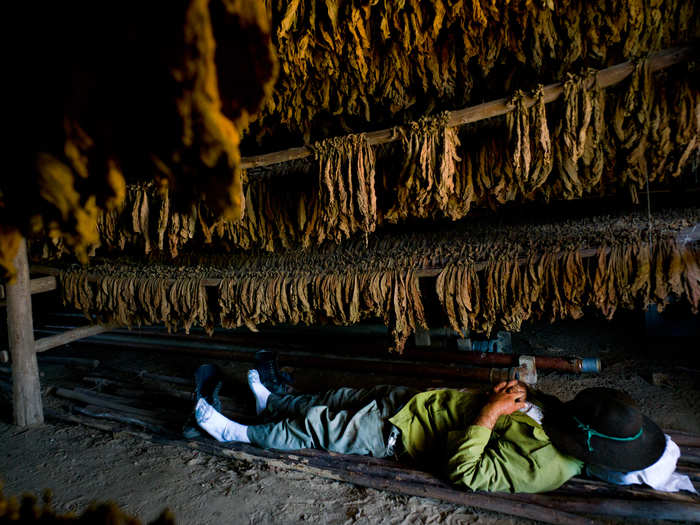 The leaves are hung to dry — a process often referred to as "curing." This step can take up to three months.