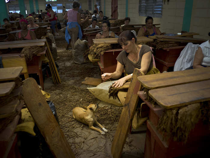 Once the leaves are cured, the cigar is ready to be rolled.