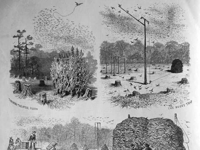 But this strategy did very little against commercial hunting parties. Passenger pigeons were some of the most social birds on the planet, and could be easily lured into nets en masse using decoy pigeons.