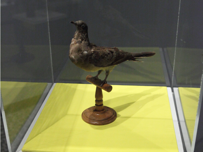 The last wild passenger pigeon, a female posthumously named "Buttons," was killed by accident in 1900. The boy who shot Buttons didn