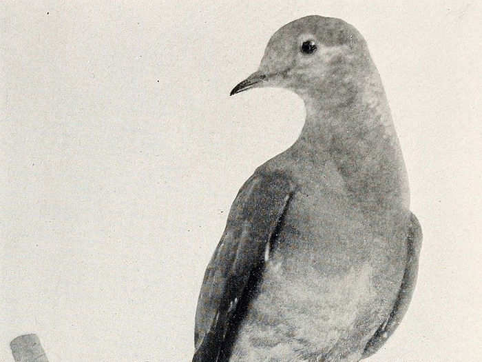 The last captive passenger pigeon was a female named Martha (pictured). She died on September 1, 1914 at the Cincinnati Zoo. She never succeeded in laying a fertile egg.