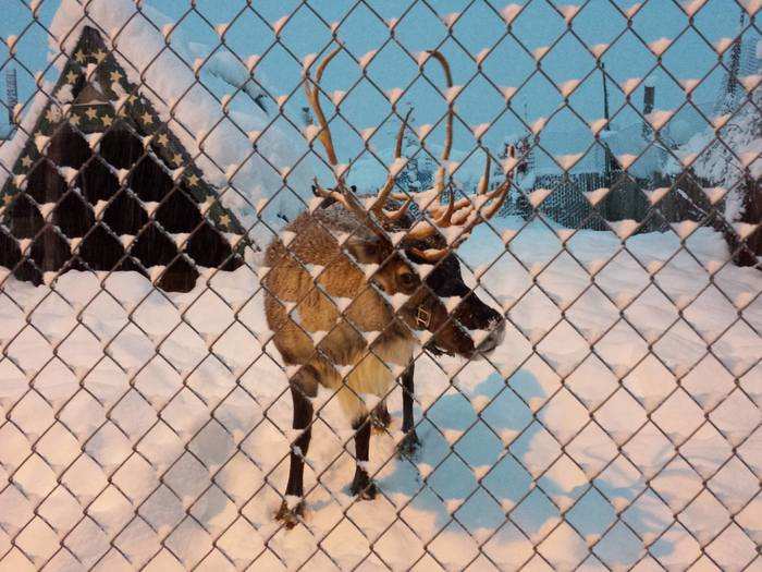 There are reindeer in a pen right in front of the condo.