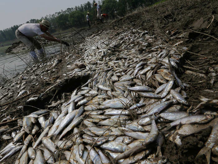 Pollution of the water and air has short and far-reaching effects. The pollution is so bad that it even affects the animals in the water. Fish, an important source of food for many, are also at risk.