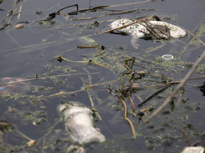 In 2013, almost 11,000 dead pigs were found floating in the Huangpu River near Shanghai, assumed to be dumped from farms upstream.