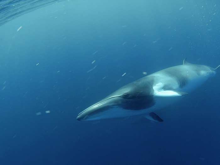 Minke whales are gentle giants that feed on tiny plankton. The animals can grow to 35 feet long and weigh 10 tons, or about the size of a bus.