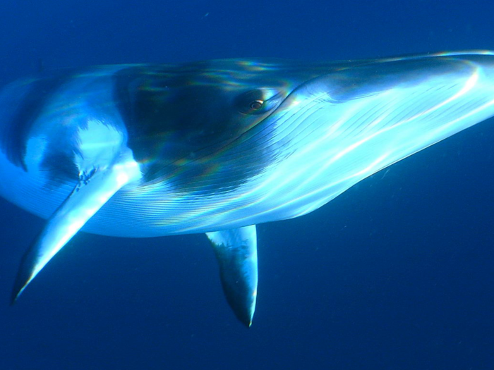 More and more scientific evidence has their backs: Whales have complex brains, language, dialect, and culture. Lawyers are even fighting legal battles to grant whales "personhood."