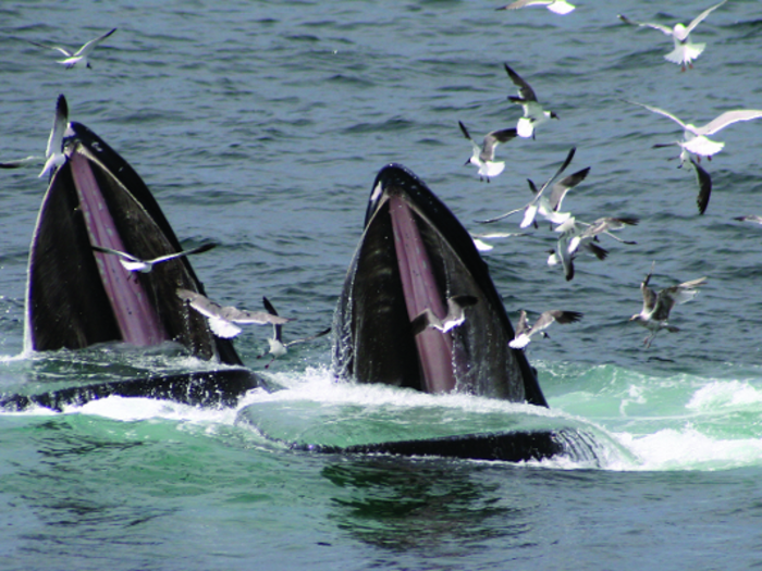 Scientists also consider whales as "engineers" of ocean ecosystems. Yet humans have hunted up to 90% of whales, with unknown consequences on the "structure and function" of the seas.