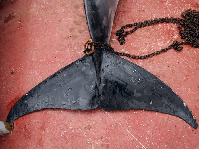 Japan defends its whale hunts, citing a provision in a 1986 global ban on commercial whaling. Officials say the provision allows it to kill whales for research.