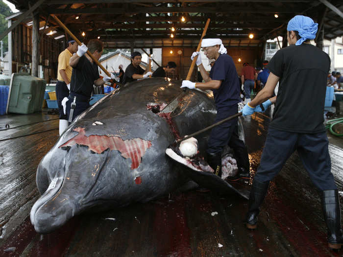 In March 2014, the ICJ determined Japan was illegally hunting whales for commercial purposes under the guise of science.