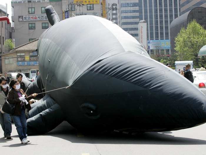 In the 2013-2014 season alone, Japan killed 251 Minke whales.