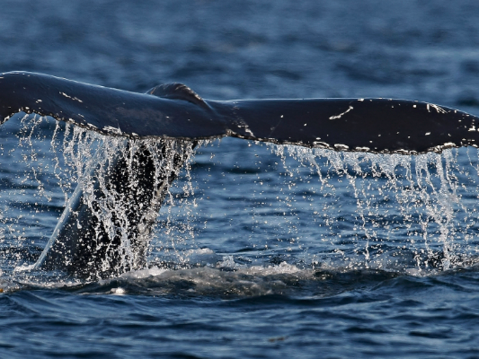 This season, Japan killed all 333 Minke whales in its self-assigned quota and harpooned quadruple the 50 sexually mature females it wanted.