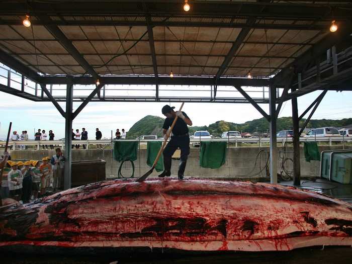 Whale researchers from around the world have also called the Japanese government