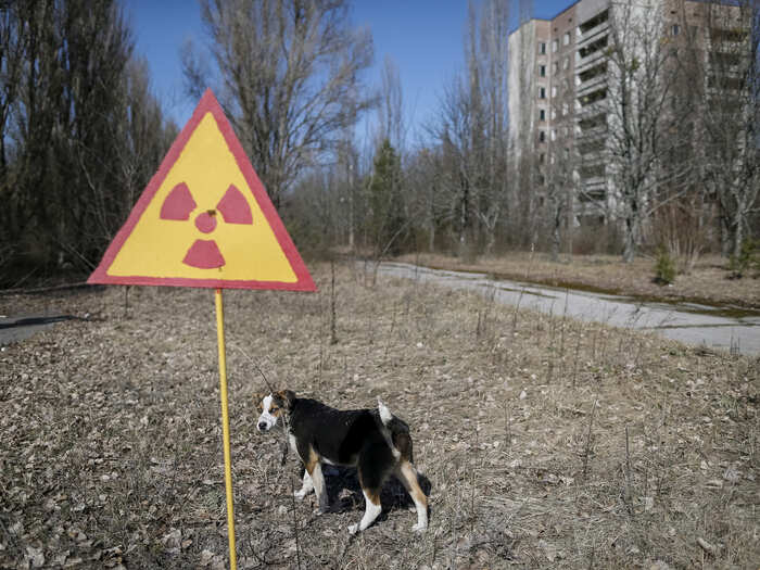 Reports have been made that although no human life is in Chernobyl, scours of animal life has since thrived near the disaster site.