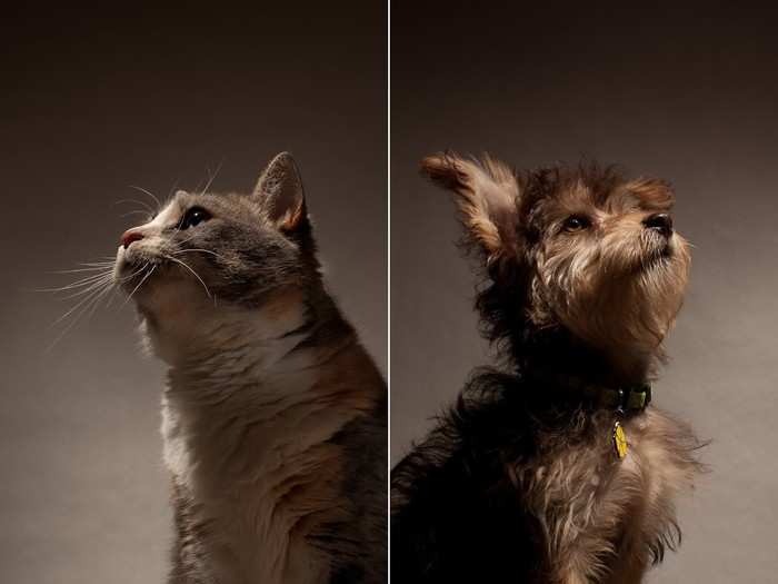 MYTH: Dogs and cats are colorblind.