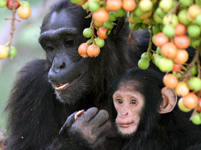 MYTH: Humans evolved from chimpanzees.