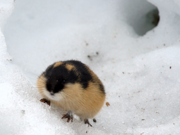 MYTH: Lemmings jump off cliffs in mass suicides.